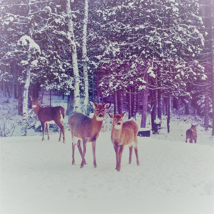 Chalet Riverain Crds Tremblant ลัค-ซุแปร์ริเออร์ ภายนอก รูปภาพ